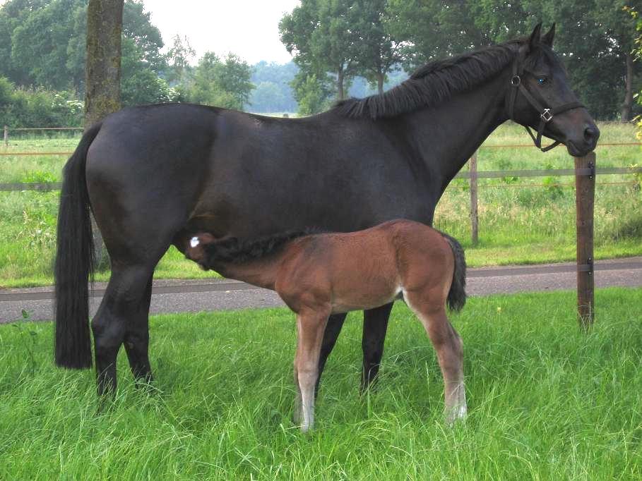 Zamira en zoon Daister